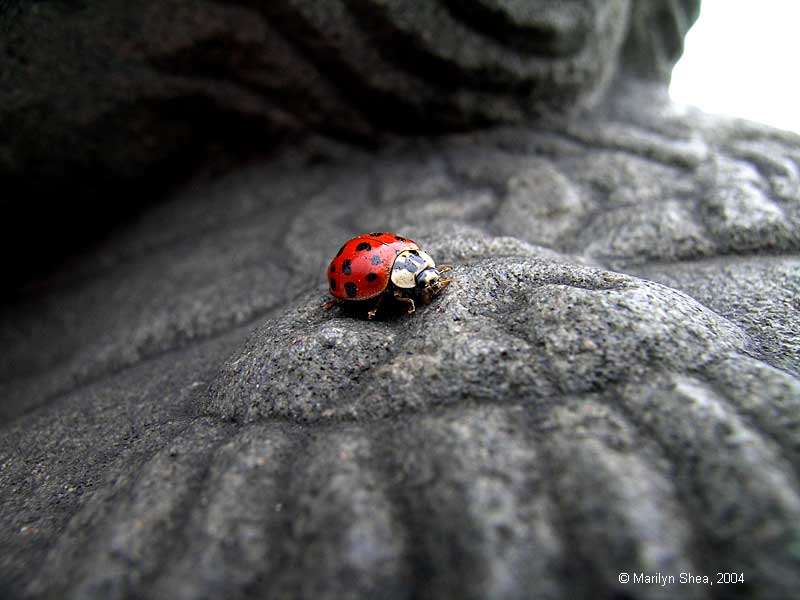 Marco Polo Bridge Lion 卢沟桥的狮子