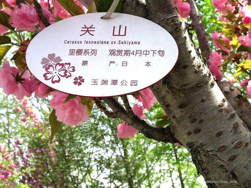 cherry tree label with latin Cerasus lannesiana cv. Sekiyama