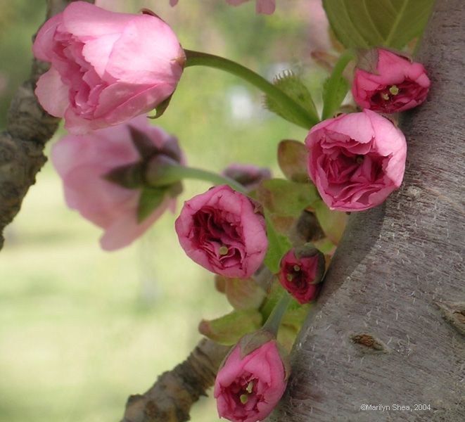 Cherry blossoms