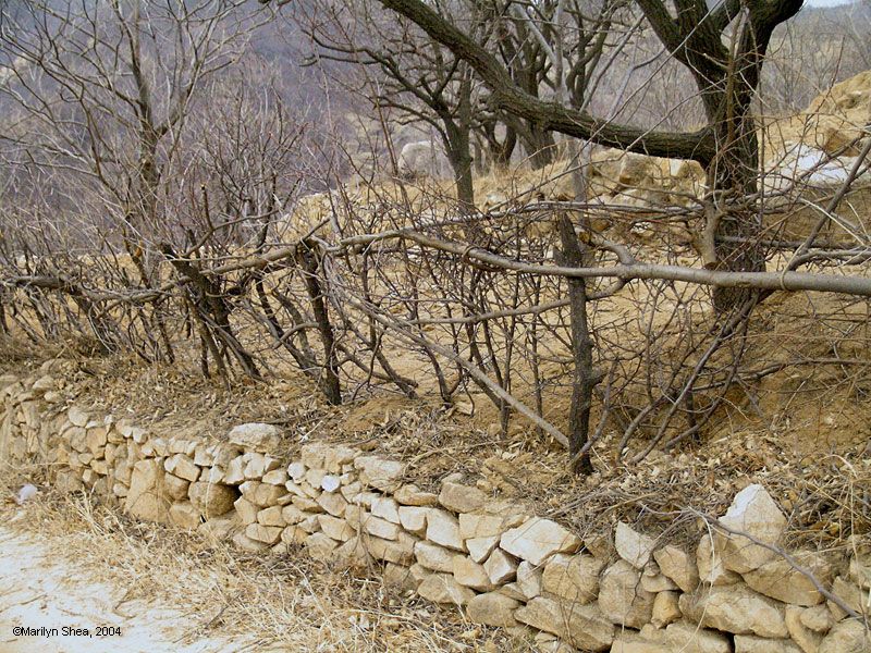 Natural Fencing made of intertwined tree branches