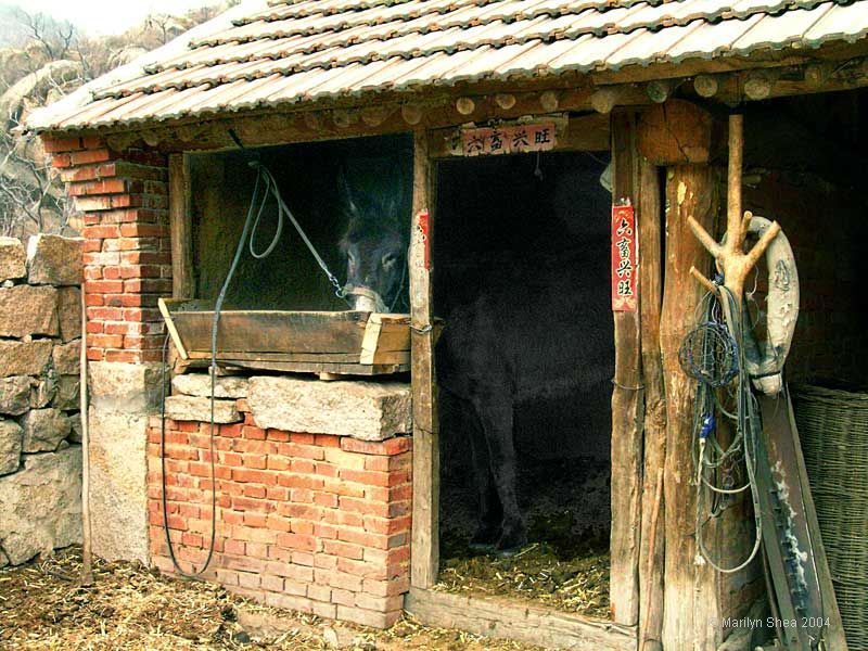 donkey in his stall