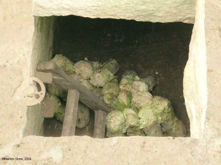 Whole in the ground dug to make large cellar for cabbages and other vegetables