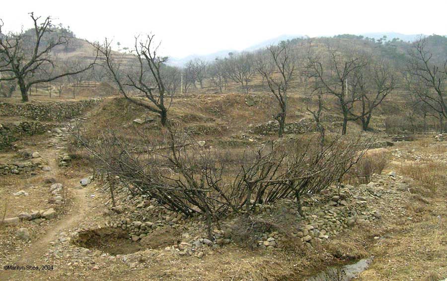 An Enclosure Made of Branches