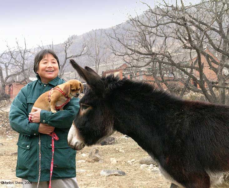 Little dog in the arms of her ownerfaces up to a huge donkey