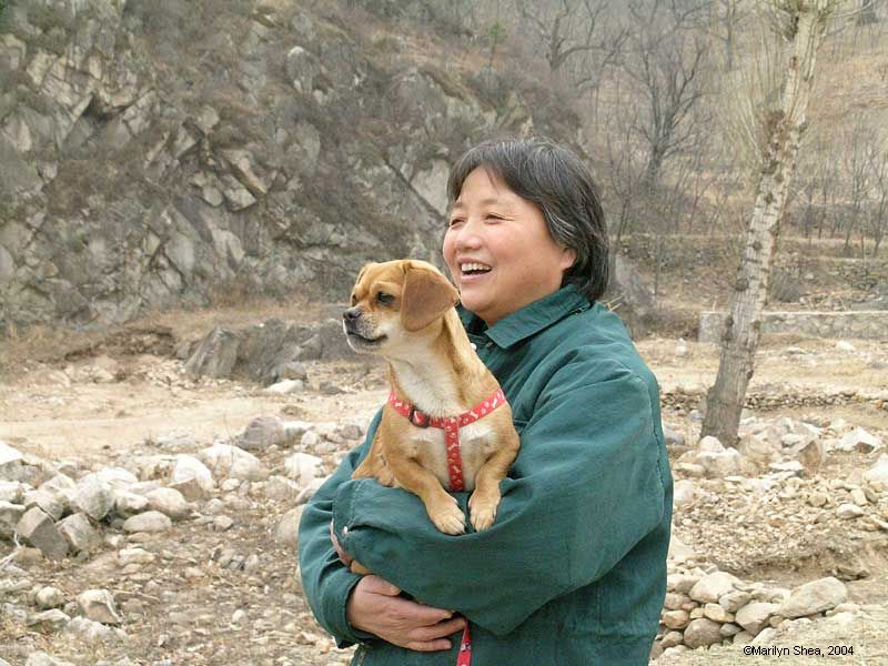 Little dog in the arms of her owner