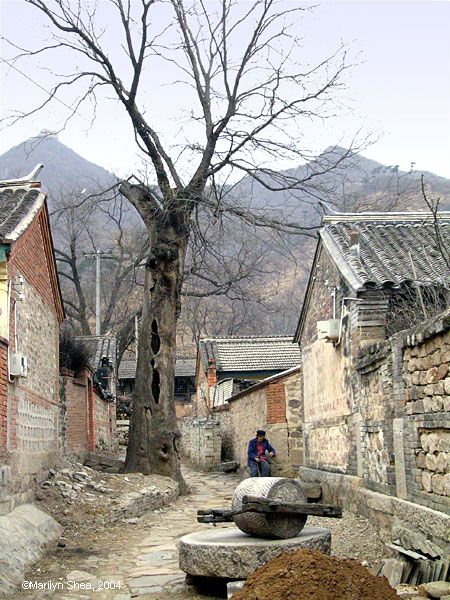 Main street of old village with enormous tree in the center of the road