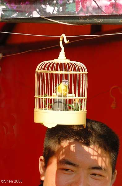 bird cage