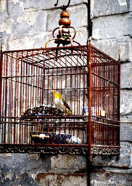 Bird Xi'an Market 西安市场