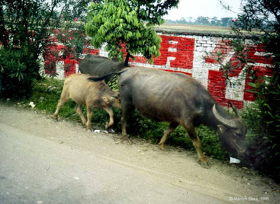 Buffalo Xi'an Market 西安市场