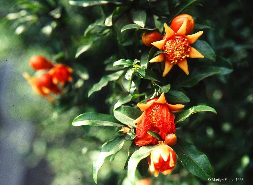 Punica granatum 石榴 (shíliu), pomegranate