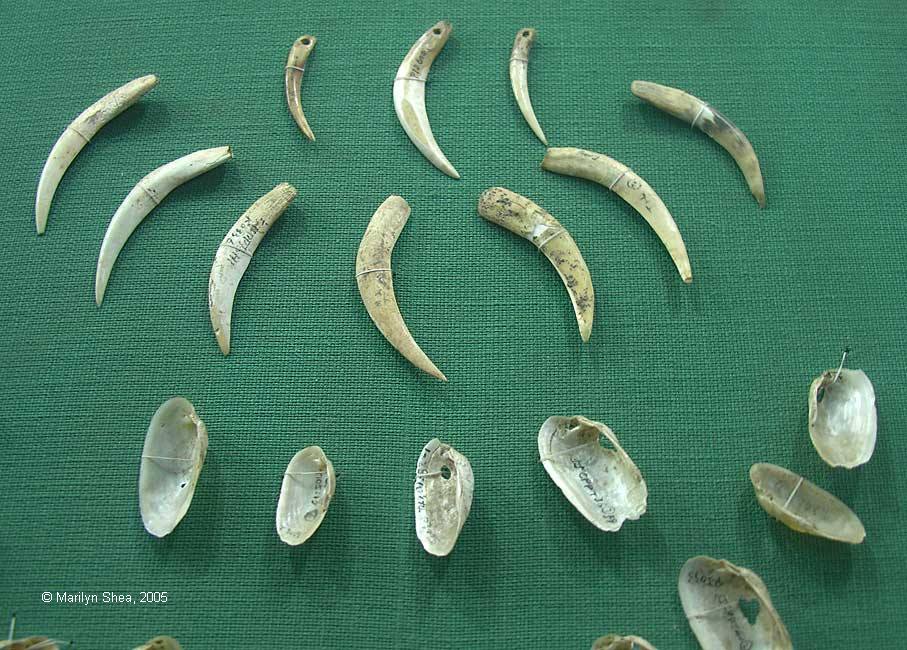 Banpo Neolithic Culture 半坡文化 Animal Teeth 兽牙饰 Shells 蚌壳饰