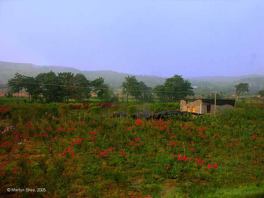 red flowers in front of small dwelling