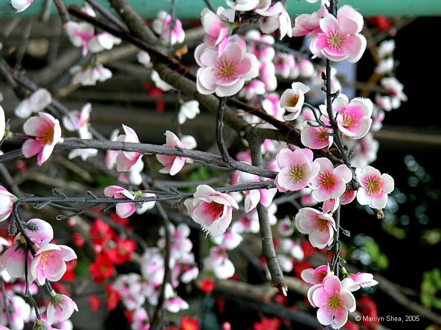 pink blossoms