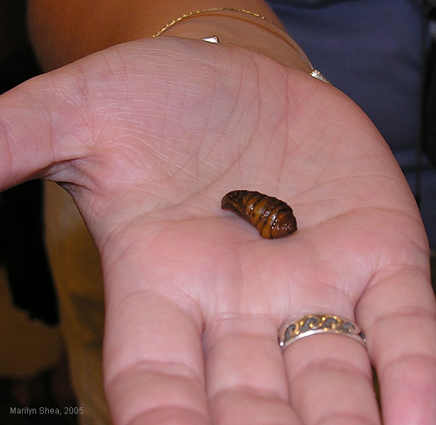 Silk chrysalis 