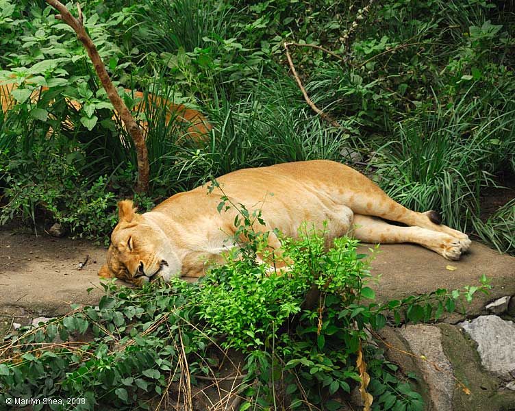 Lion 狮子 Beijing Zoo 北京动物园