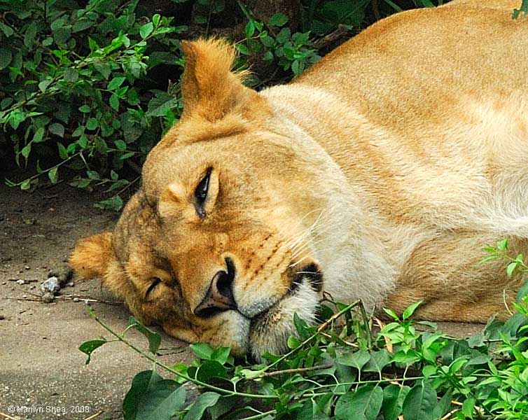 Lioness 母狮子 Beijing Zoo 北京动物园