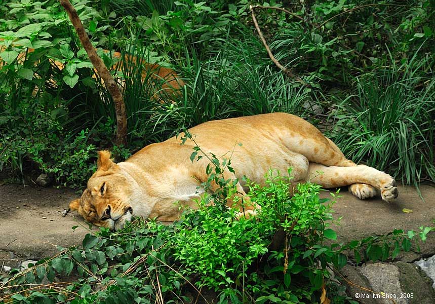 Lion 狮子 Beijing Zoo 北京动物园