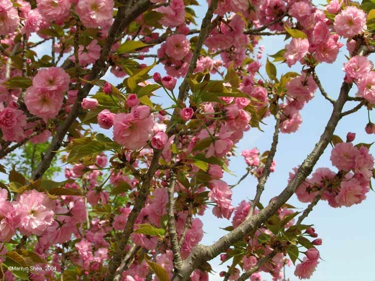 cherry blossoms on branches