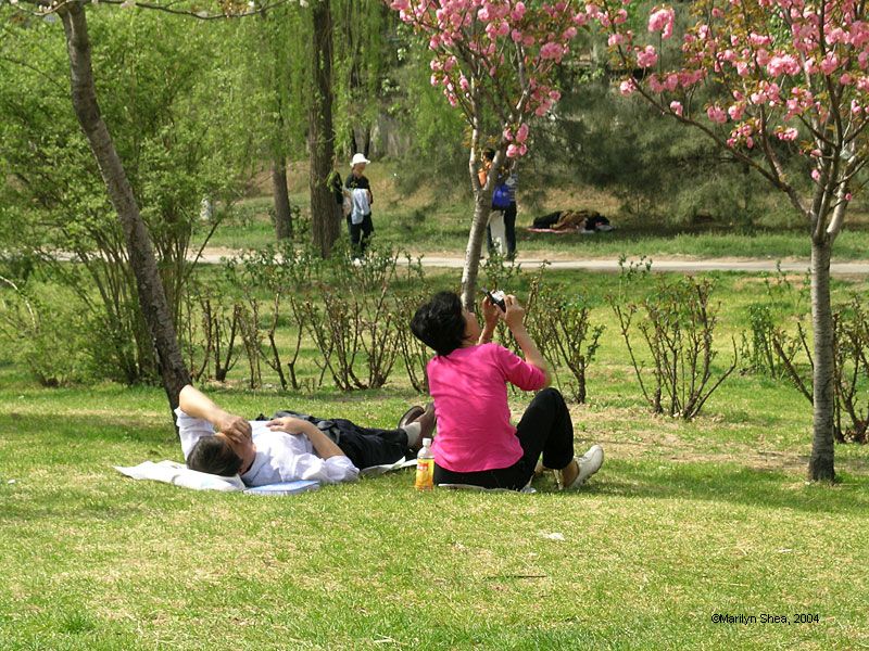 couple laying on grass looking up at blossoms