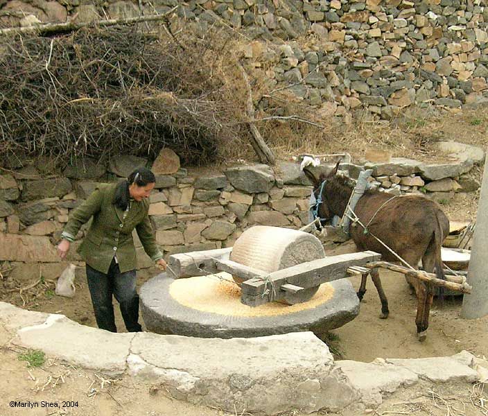 Donkey pulling wheel around grinding stone while a woman checks the corn