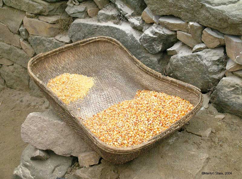 Corn in a flat basket.