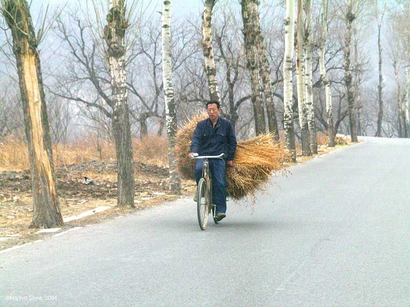 Bike loaded with sheaves of grain