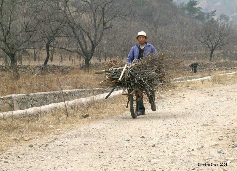 Man with wheelbarrow full of twigs