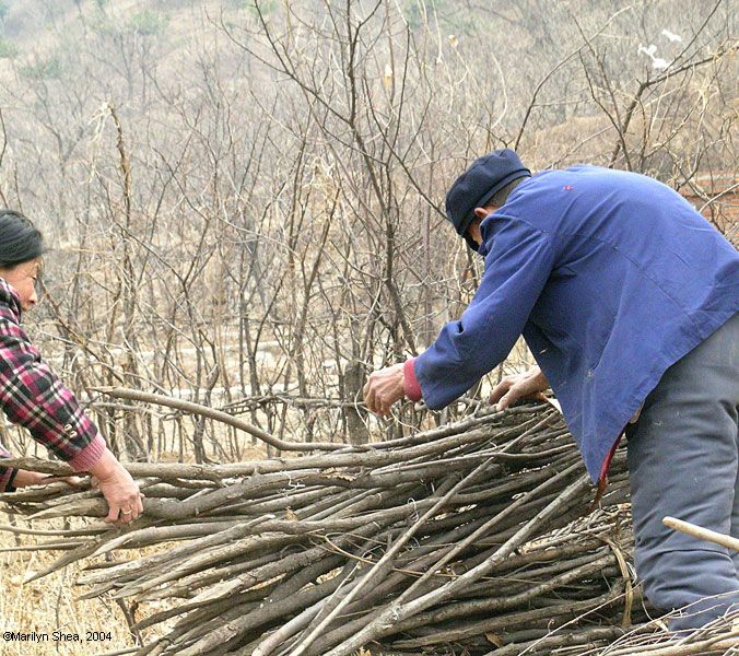Man and woman working together to bundle twigs.  The twigs are about 4 - 6 feet long.