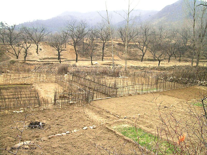 Fields surrounded by twig fences with mountains in the distance