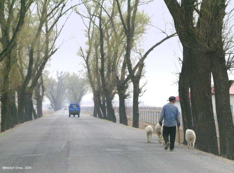 Man herding three sheep along the same road