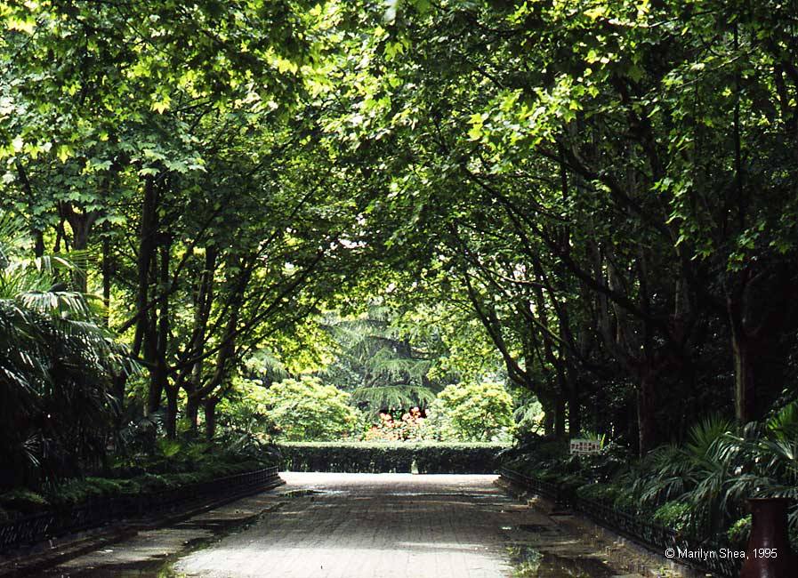 Garden Small Wild Goose Pagoda 小雁塔