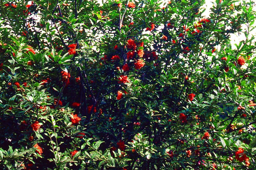 Punica granatum 石榴 (shíliu), pomegranate