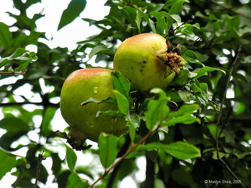 Punica granatum 石榴 (shíliu), pomegranate