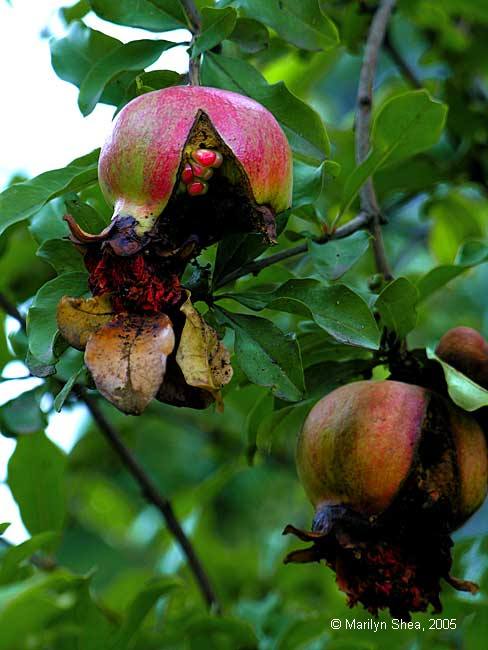 open showing seeds Punica granatum 石榴 (shíliu), pomegranate