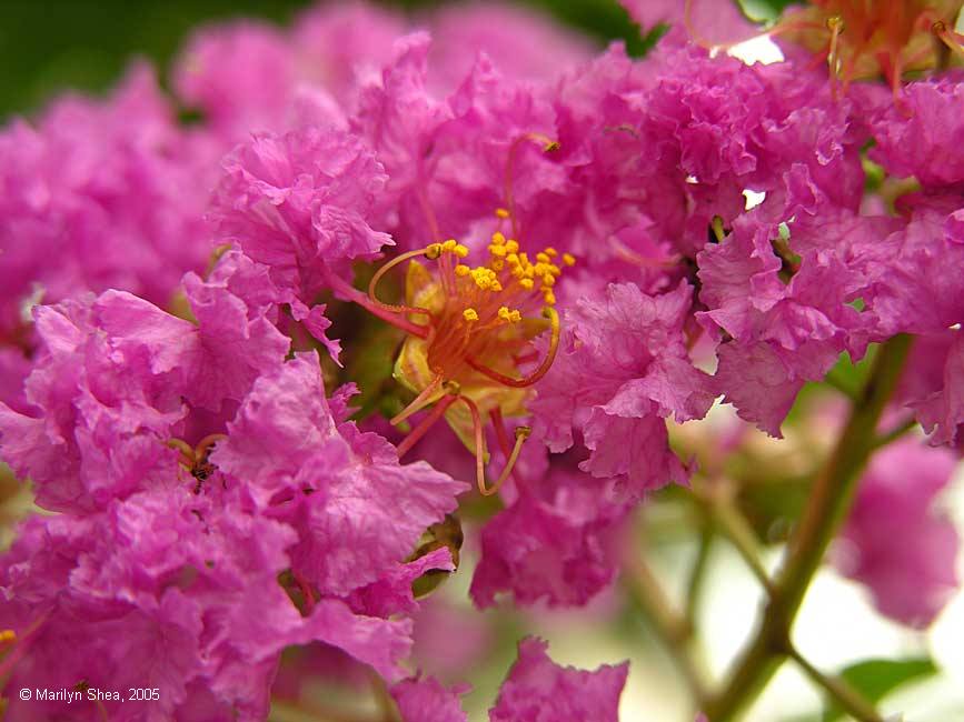 Xi'an Big Wild Goose Pagoda 大雁塔