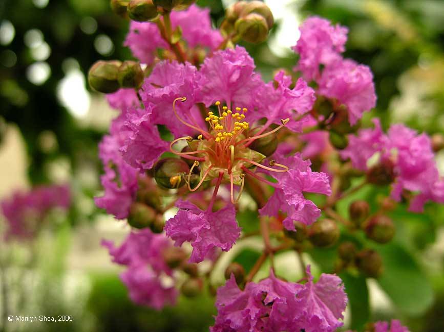 Xi'an Big Wild Goose Pagoda 大雁塔