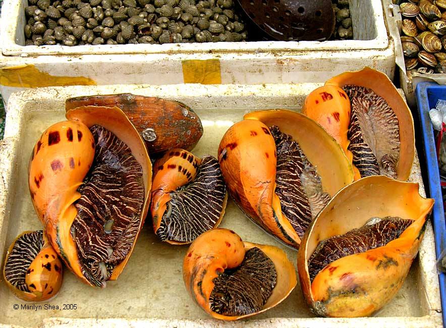 Xi'an Fish Market 西安市场