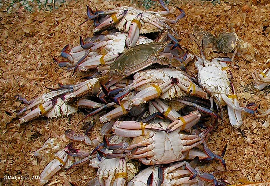 Xi'an Fish Market 西安市场