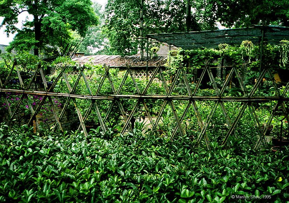 Garden at Small Wild Goose Pagoda 小雁塔