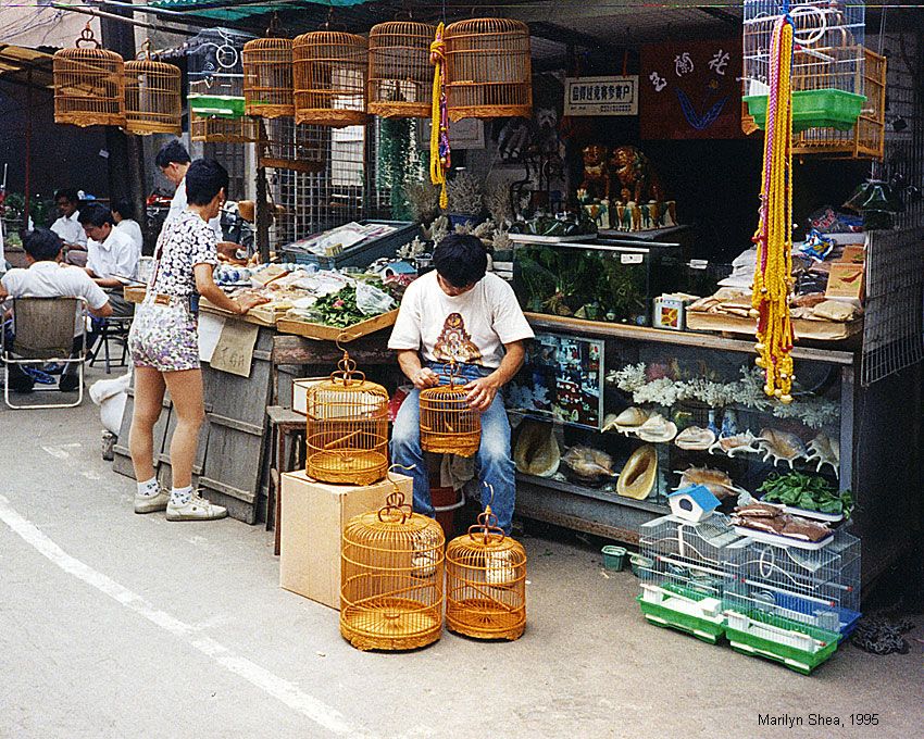 Bird Market, Shanghai
